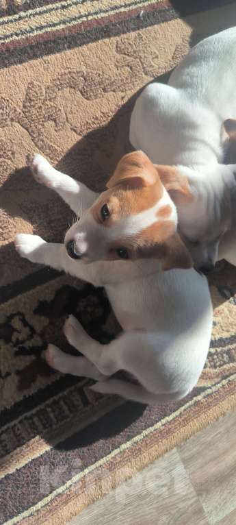 Собаки в Волгограде: Щенки Джек Рассел Терьер Девочка, 35 000 руб. - фото 5