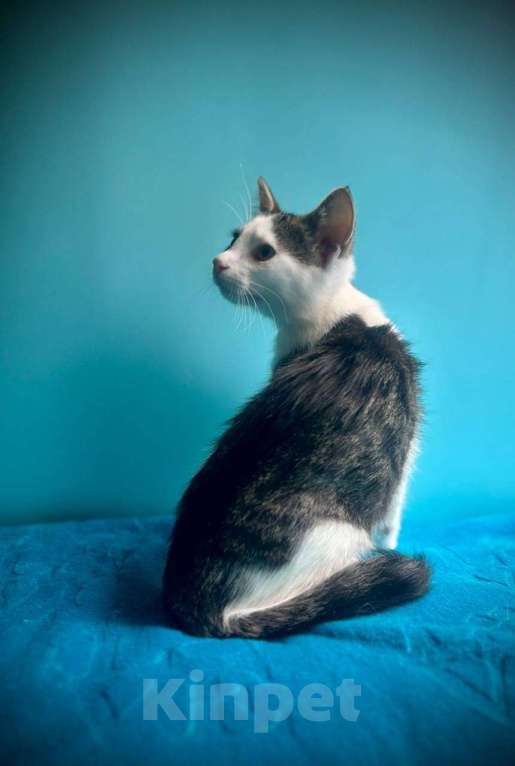 Кошки в Санкт-Петербурге: Маленький нежный котёнок Девочка, Бесплатно - фото 3