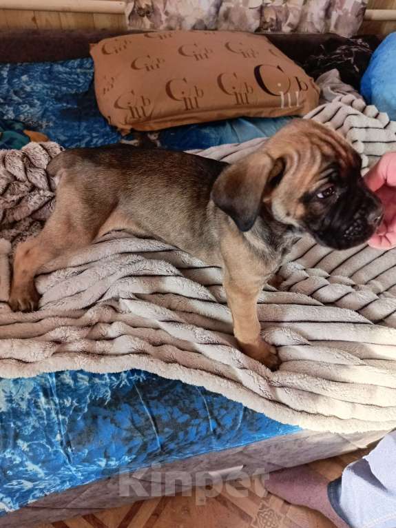 Собаки в других городах Забайкальского края: Щенок Кане-корсо Мальчик, 20 000 руб. - фото 3