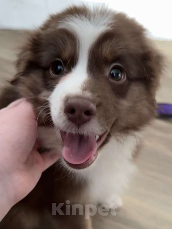 Собаки в Омске: Щенок миниатюрная американская овчарка Девочка, 40 000 руб. - фото 3