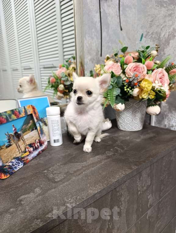 Собаки в Краснодаре: Чихуахуа длинношерстный Мальчик, 25 000 руб. - фото 8