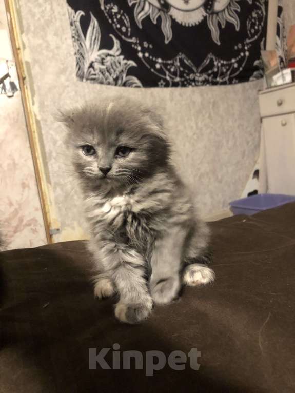 Кошки в Менделеевске: Шотландская девочка вислоухая  Девочка, 4 000 руб. - фото 4