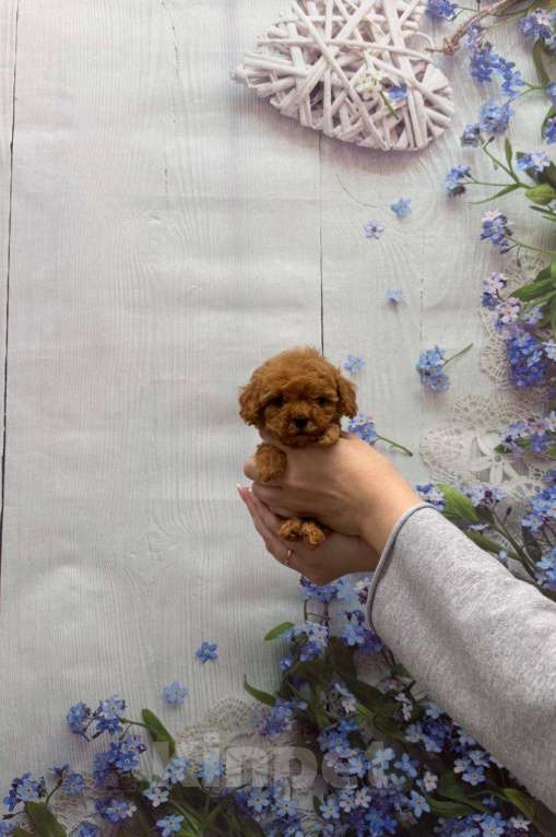 Собаки в Москве: Мини девочка той-пудель Девочка, 55 000 руб. - фото 2