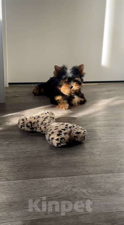 Собаки в Иркутске: Кукольные щеночки йорков Мальчик, 75 000 руб. - фото 4