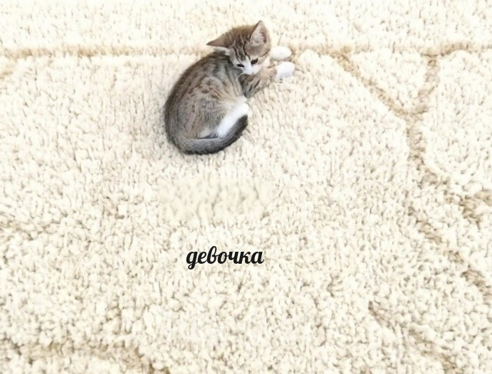 Кошки в Протвино: Котята ищут дом Разнополые, Бесплатно - фото 5