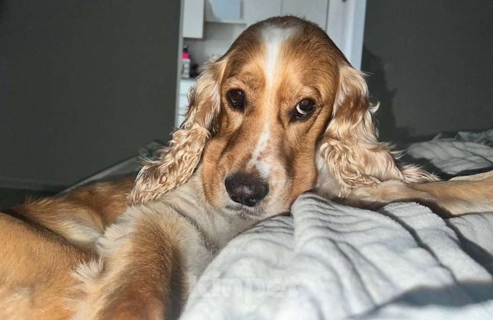 Собаки в Москве: Кокер-спаниель в добрые руки. Мальчик, Бесплатно - фото 1