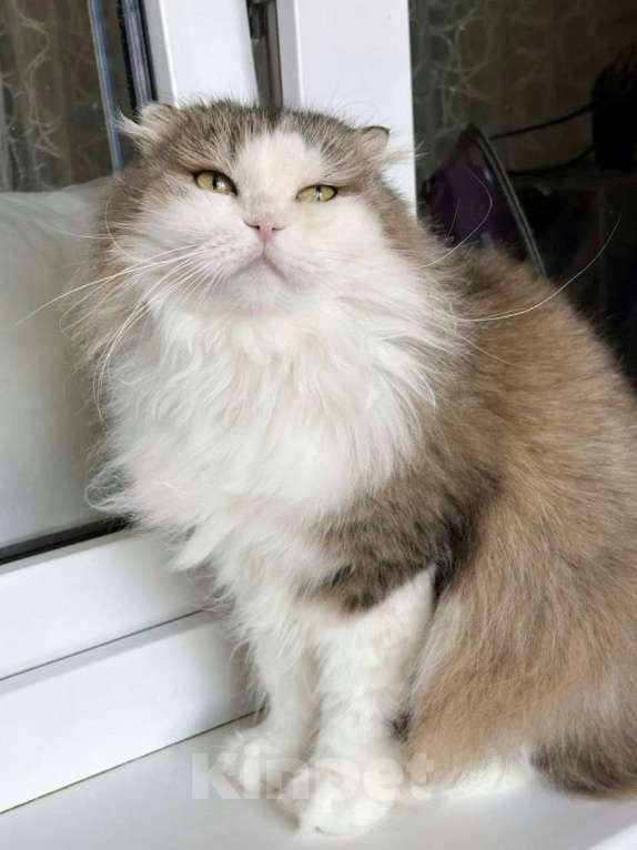 Кошки в Москве: Кошка в добрые руки Девочка, Бесплатно - фото 2