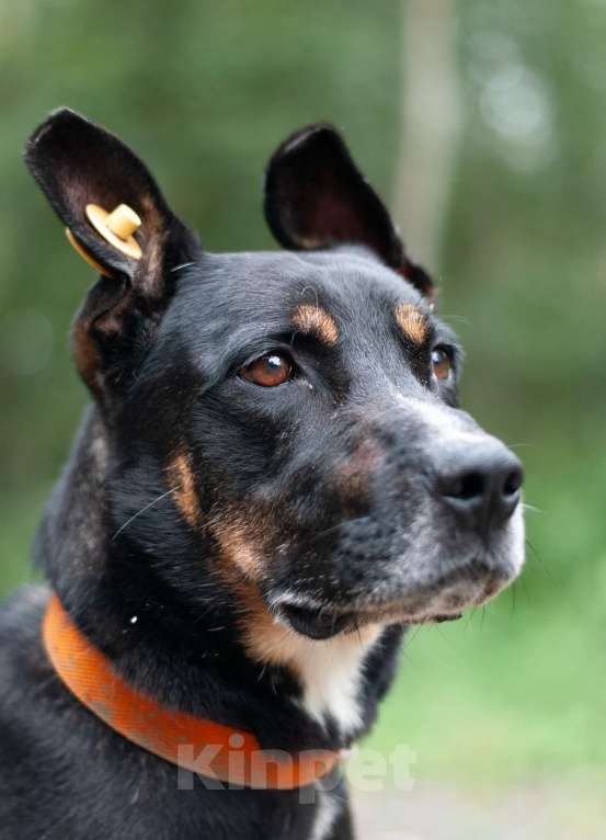 Собаки в Ногинске: Доби - метис стаффордширского терьера Мальчик, Бесплатно - фото 8