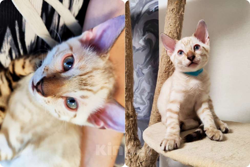 Кошки в Перми: Снежный бенгал роскошный окрас Мальчик, 50 000 руб. - фото 4