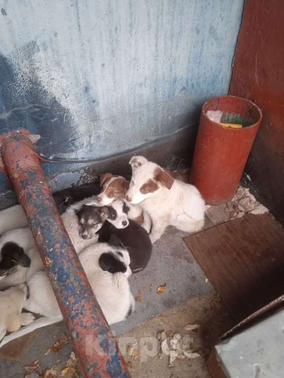 Собаки в Липецке: Очаровательные щенки Мальчик, Бесплатно - фото 4