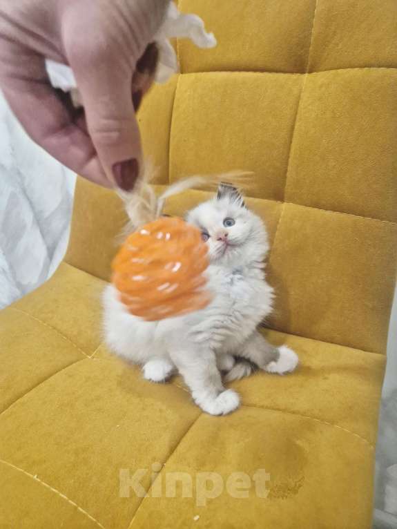 Кошки в Москве: Самый обаятельный котик Рэгдолл  Мальчик, 50 000 руб. - фото 8