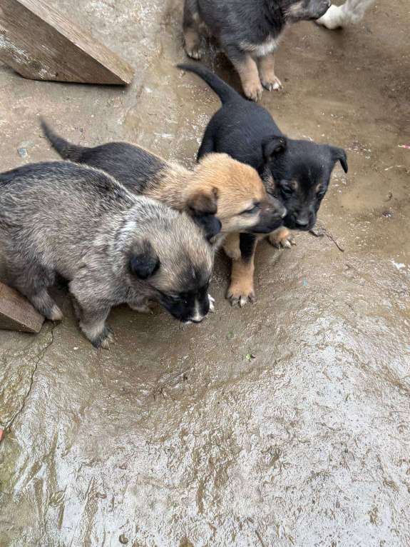 Собаки в других городах Крыма: Отдам 5 щенков в добрые руки Разнополые, Бесплатно - фото 5