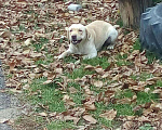 Собаки в Майкопе: Ждём даму, 1 руб. - фото 1