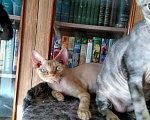 Кошки в Абакане: Котята девон рекс, 25 000 руб. - фото 2
