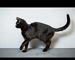 Кошки в Малоархангельске: Басенька славная котейка, 100 руб. - фото 4