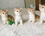 Кошки в Москве: Золотые бритайские   короткошерстные котята    BSH ny12 за 100 тысяч руб Девочка, 105 000 руб. - фото 1