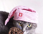 Кошки в Дмитрове: Скромная кошечка Шарлотта в добрые руки. Девочка, Бесплатно - фото 5