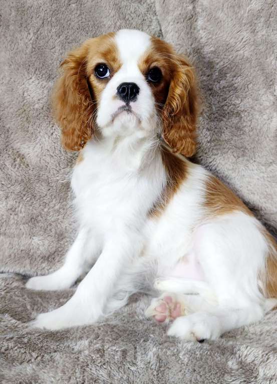 Собаки в Санкт-Петербурге: Красивая девочка кавалер Кинг Чарльз спаниель Девочка, 150 руб. - фото 2