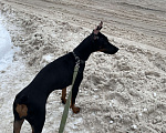 Собаки в Костроме: Щенок добермана  Девочка, 5 000 руб. - фото 4