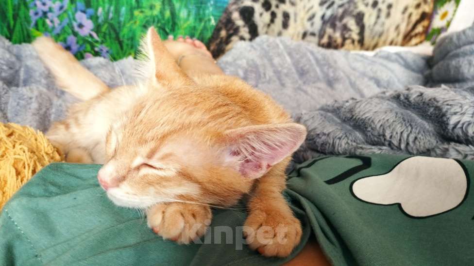 Кошки в Воронеже: Потерялся котик, пожалуйста помогите  Мальчик, 1 000 руб. - фото 4