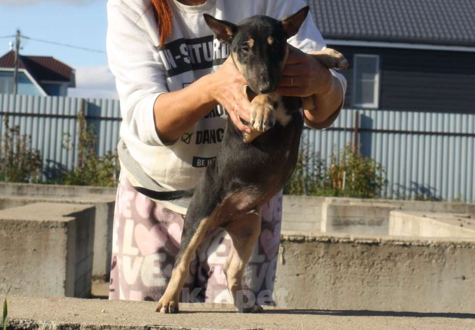 Собаки в Всеволожске: ММ МАКИАТА МЕЛАНЖ Мальчик, Бесплатно - фото 3