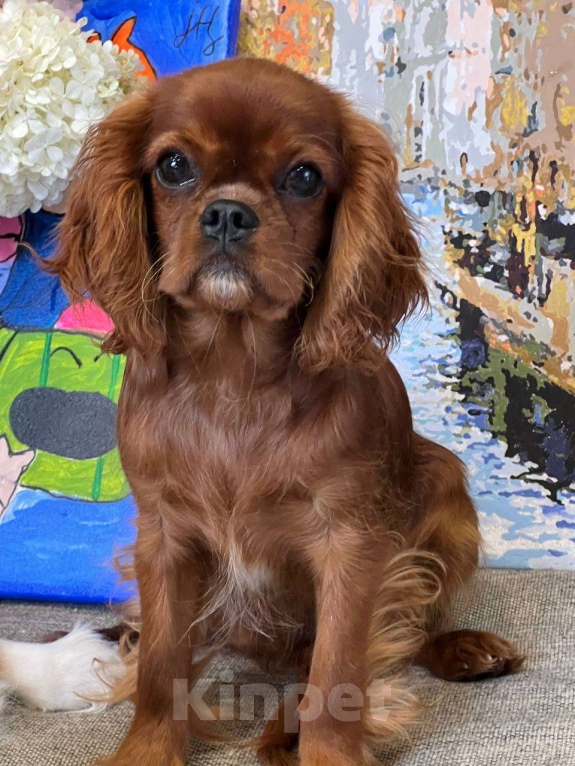 Собаки в Иваново: Очаровательная девочка Девочка, Бесплатно - фото 6