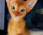 Кошки в Москве: Солнечный соррельчик котик абиссинский, американских линий Мальчик, 50 000 руб. - фото 2