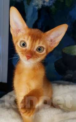 Кошки в Москве: Солнечный соррельчик котик абиссинский, американских линий Мальчик, 50 000 руб. - фото 2