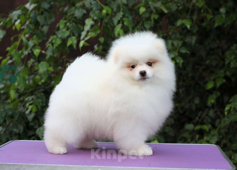 Собаки в Москве: Щенки померанского и малого шпица Девочка, Бесплатно - фото 6