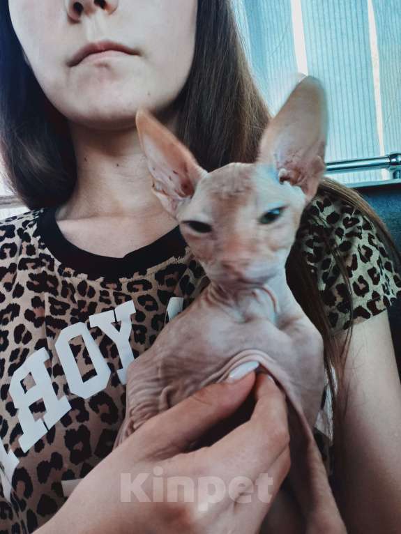 Кошки в Белгороде: Донской сфинкс кошечка Девочка, 7 000 руб. - фото 2