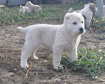 Собаки в Новосибирске: Щенок алабая (среднеазиатской овчарки) Девочка, 30 000 руб. - фото 2