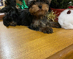 Собаки в Москве: Йоркширский  терьер-    Красивый  Мальчик  Ронни Мальчик, 40 000 руб. - фото 2