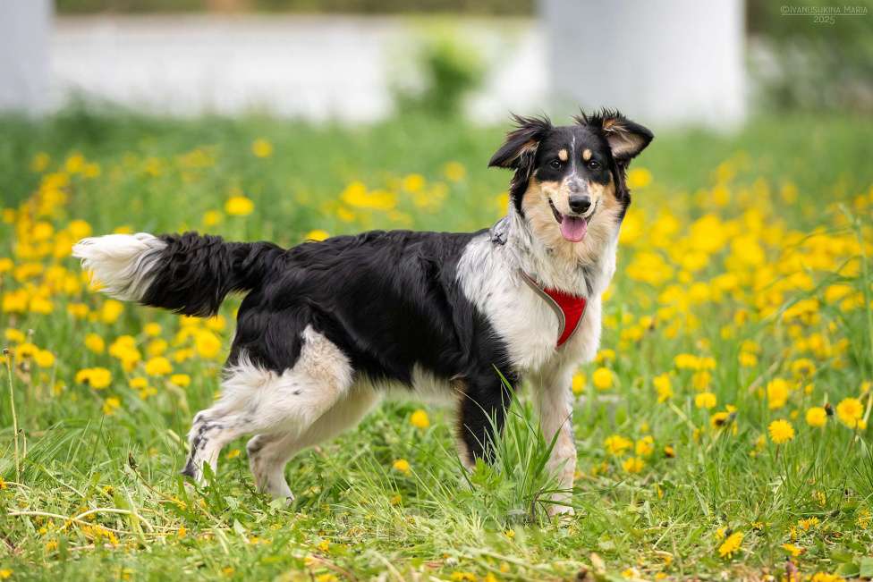 Собаки в Москве: Аврора - разбудит любовь в любом сердечке Девочка, Бесплатно - фото 6