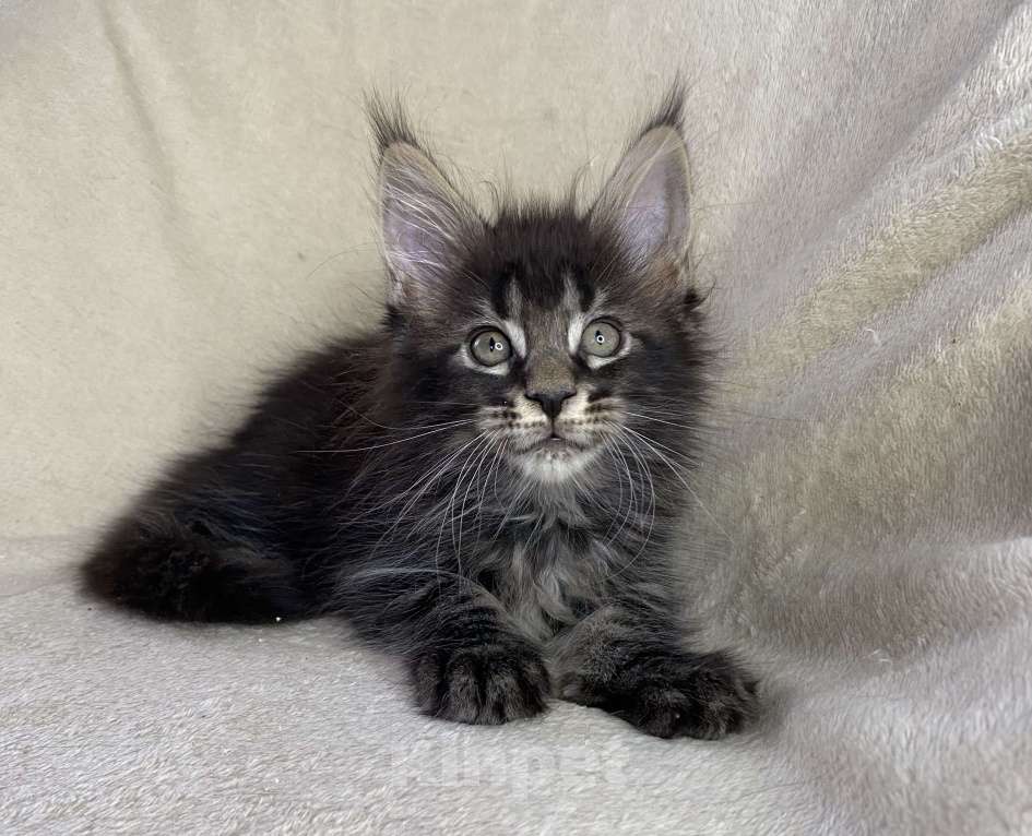 Кошки в Дмитрове: Черный мраморный мальчик мейн кун Мальчик, 30 000 руб. - фото 6