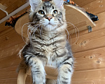 Кошки в других городах Ленинградской области: Котята мейн кун из питомника Nord-Westland Мальчик, 50 000 руб. - фото 3