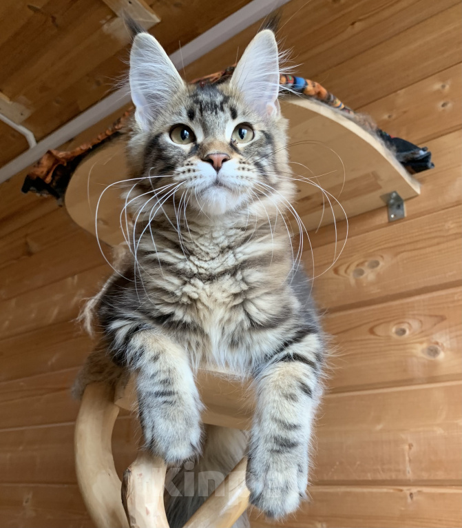 Кошки в других городах Ленинградской области: Котята мейн кун из питомника Nord-Westland Мальчик, 50 000 руб. - фото 3