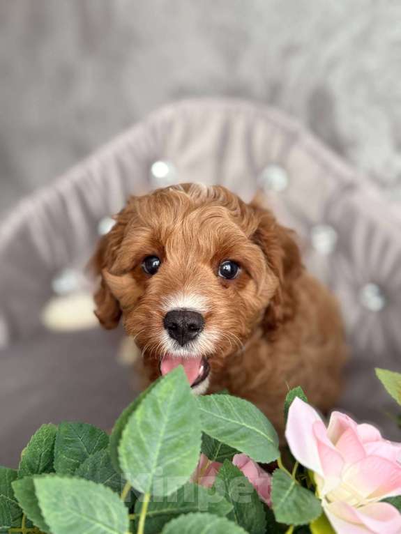 Собаки в Москве: Кавапу щенок Мальчик, Бесплатно - фото 1