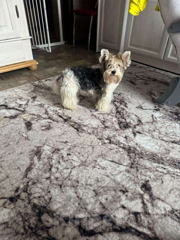 Собаки в Новочебоксарске: Щенки Бивер-Йорка Девочка, 25 000 руб. - фото 4