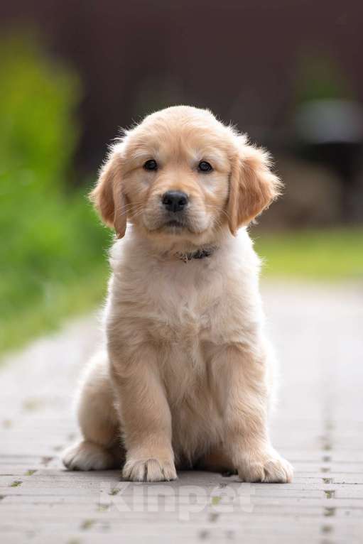 Собаки в Петрозаводске: Щенок Золотистого ретривера  Мальчик, 80 000 руб. - фото 4