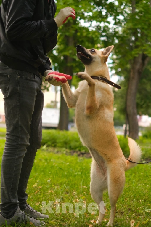 Собаки в Санкт-Петербурге: Собаки из приюта: смышлёная Катрин Девочка, Бесплатно - фото 5