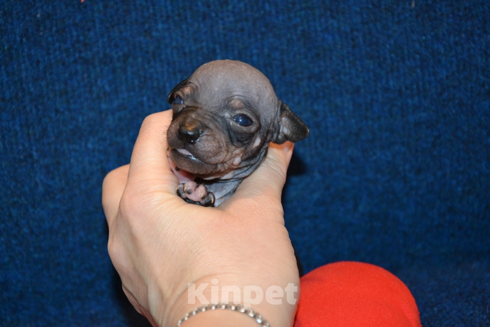 Собаки в Москве: Щенки американского голого терьера  Мальчик, 30 000 руб. - фото 2