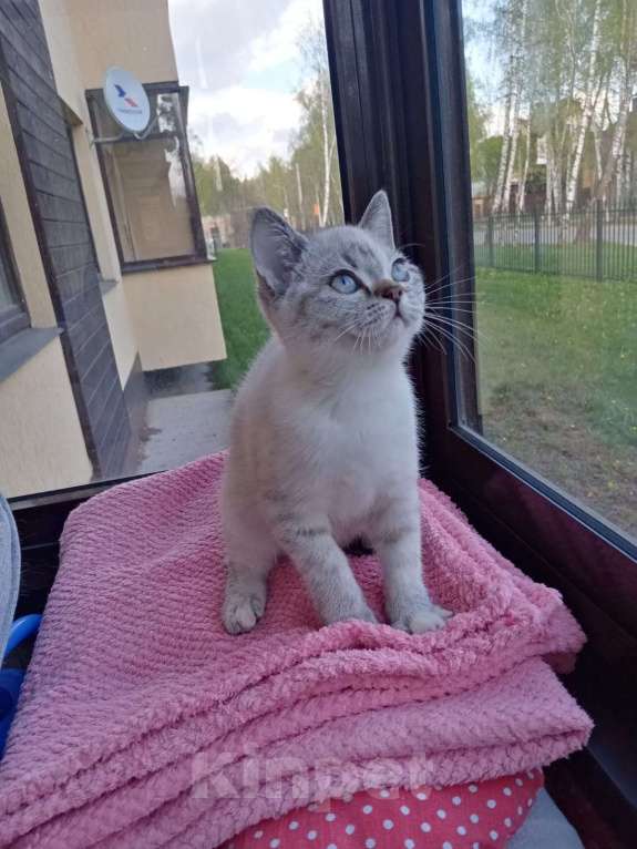 Кошки в Москве: Шотландский котёнок  Девочка, 15 000 руб. - фото 2