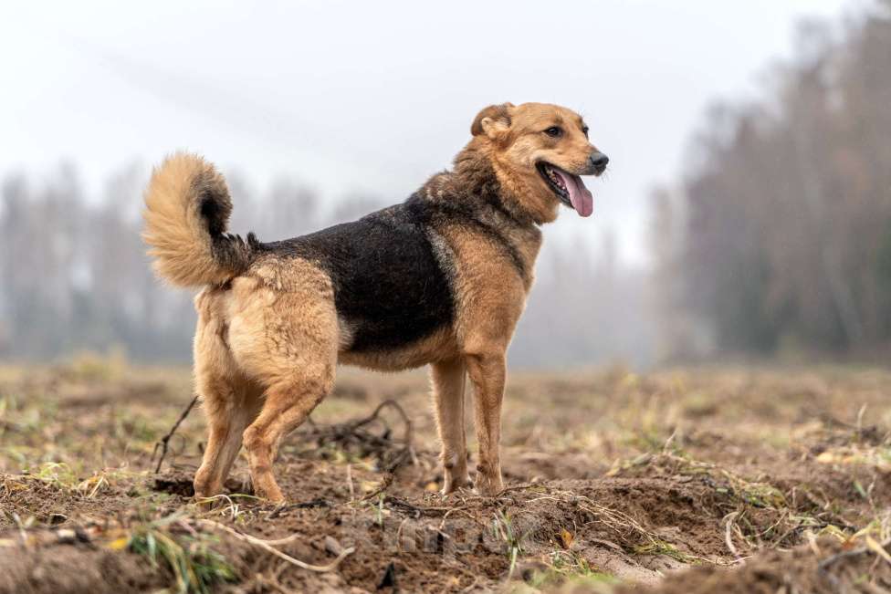 Собаки в Клине: Лана — собака-душечка Девочка, Бесплатно - фото 5