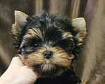 Собаки в Москве: Мальчик йорка  Мальчик, 60 000 руб. - фото 1