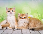 Кошки в Геленджике: Шотландская короткошёрстная девочка Девочка, 25 000 руб. - фото 1