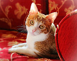 Кошки в Москве: Котик Боня - комнатное солнышко! В добрые руки Мальчик, Бесплатно - фото 1