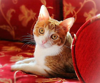 Объявление: Котик Боня - комнатное солнышко! В добрые руки, Бесплатно, Москва