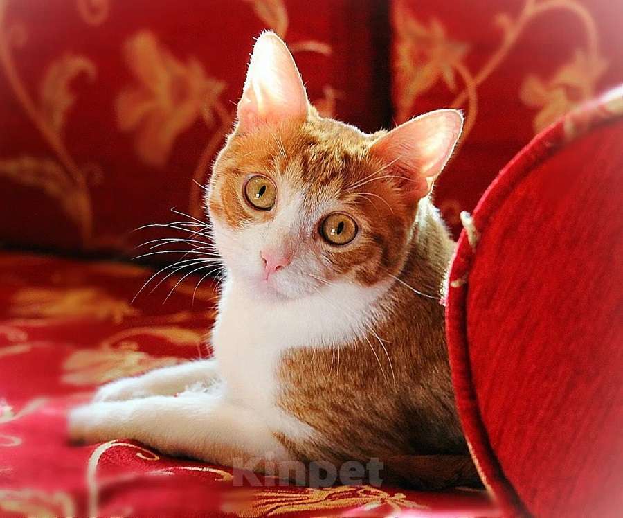 Кошки в Москве: Котик Боня - комнатное солнышко! В добрые руки Мальчик, Бесплатно - фото 1