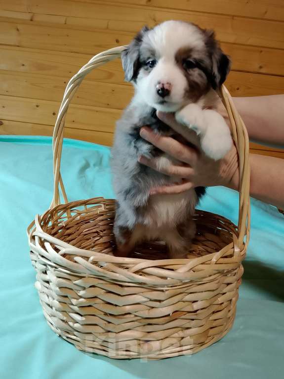 Собаки в других городах Ленинградской области: Щенок миниатюрной американской овчарки Мальчик, Бесплатно - фото 1