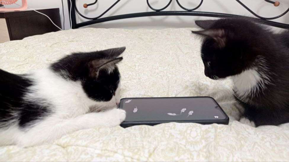 Кошки в Тюмени: Милейший котенок в дар. Кастрирован Мальчик, Бесплатно - фото 5